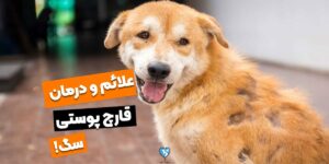 علائم و درمان عفونت قارچ پوستی سگ