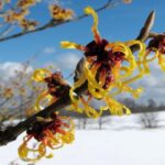 درمان‌های خانگی برای زگیل تناسلی