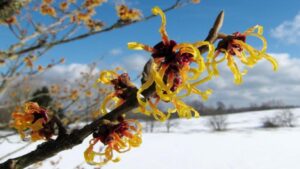 درمان‌های خانگی برای زگیل تناسلی