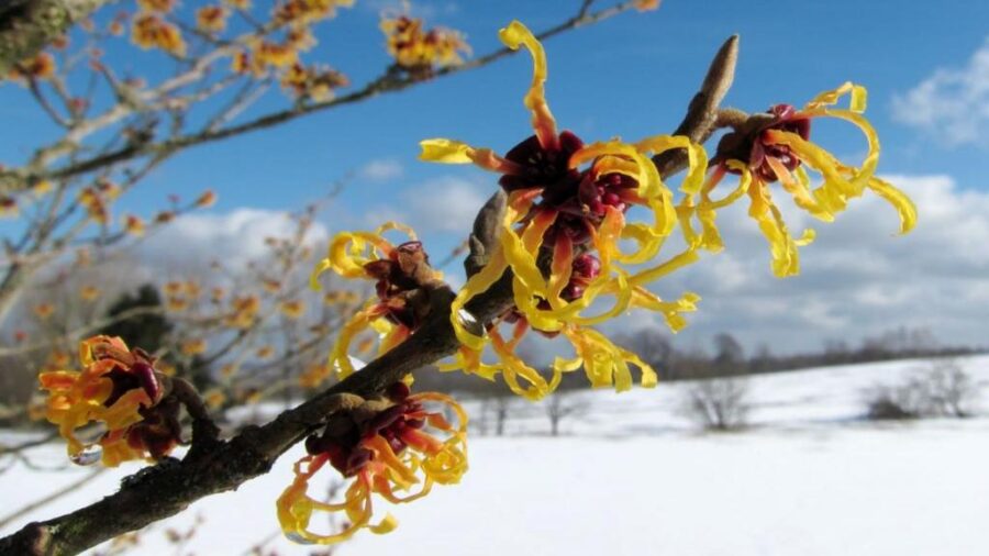 درمان‌های خانگی برای زگیل تناسلی