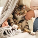 چگونه سلامت گربه خانگی را تضمین کنیم؟