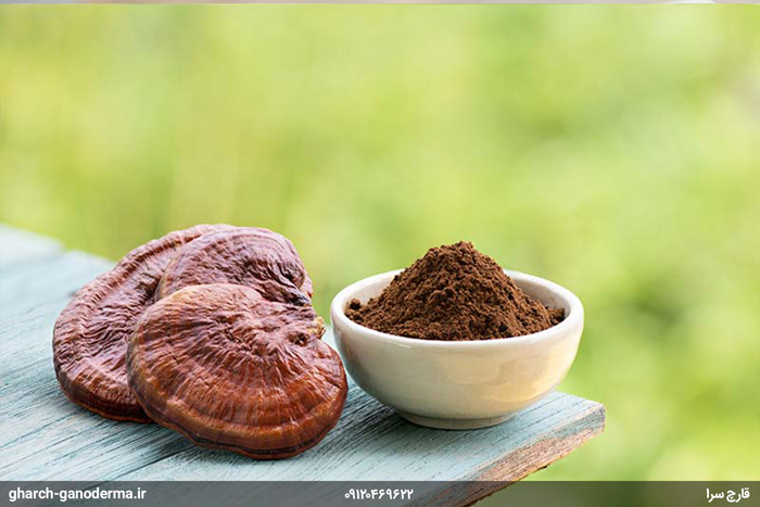 قارچ گانودرما