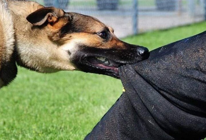 سکوت غیرمسئولانه در برابر زوزه مرگبار سگ‌های ولگرد