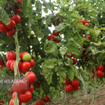 بذر هیبرید گوجه فرنگی در بوشهر رونمایی شد