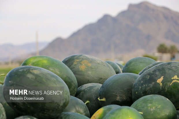 برداشت هندوانه خارج از فصل در میناب آغاز شد
