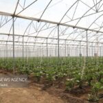 بهره مندی ۸۰۰ خانواده از کشت گلخانه ای در خراسان جنوبی