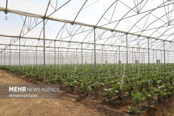 بهره مندی ۸۰۰ خانواده از کشت گلخانه ای در خراسان جنوبی