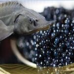 بیش از ۹۰ درصد خاویار تولیدی کشور صادر می‌شود