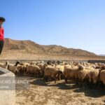 جوادی نژاد: جایگزین‌های موقت برای بازار دام تعطیل شده مشهد تعیین شد