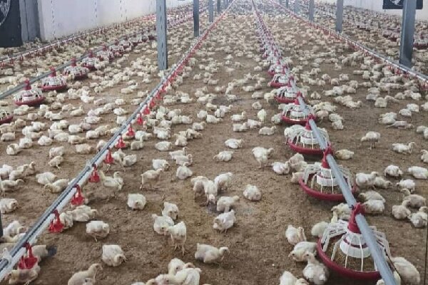 جوجه‌ریزی در واحدهای مرغ گوشتی لرستان ۱۵ درصد افزایش یافت