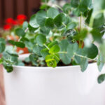 راز داشتن اکالیپتوس سالم و پرپشت در گلدان + ترفندهای مهم