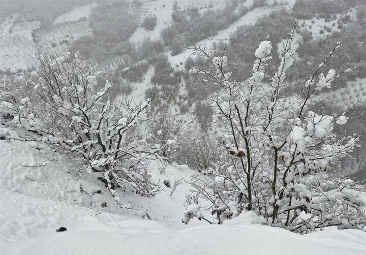 ستاد بحران پردیس: آماده‌باش کامل دستگاه‌ها در پی بارش برف و وزش بادسرد