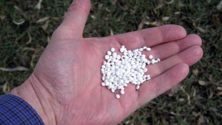 کود فسفر چیست,کمبود فسفر در گیاهان