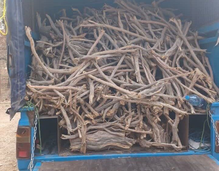 قاچاق چوب در کمین جنگل‌های کردستان؛ نبرد منابع طبیعی با قاچاقچیان