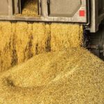 نهاده‌های دامی بدون وقفه از بنادر مازندران در حال ترخیص است