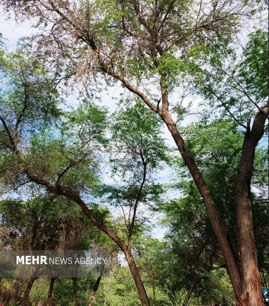 گمبوعه؛ از جنگل دست‌کاشت تا الگوی توسعه سبز در خوزستان