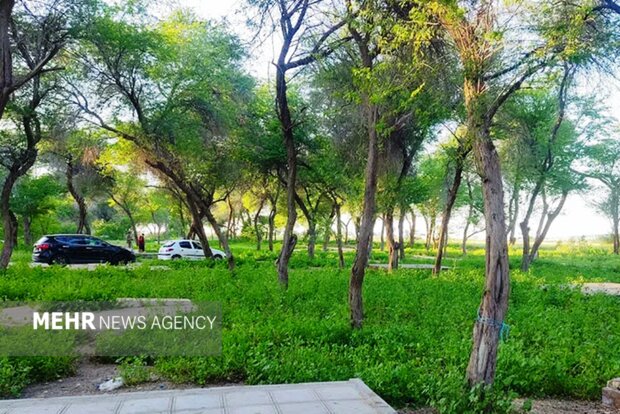 گمبوعه؛ از جنگل دست‌کاشت تا الگوی توسعه سبز در خوزستان