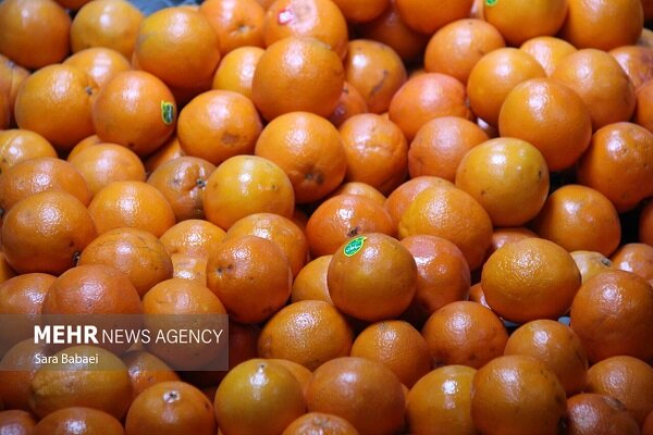 آغاز ذخیره‌سازی میوه تنظیم بازار شب عید در کرمانشاه