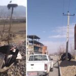 برخورد لک‌لک مهاجر با سیم برق در مریوان جان پرنده را گرفت