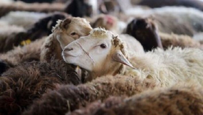 بستانچی: طرح جهش تولید دام در ۱۱ شهرستان آذربایجان غربی اجرا می شود