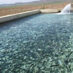 تسهیل صدور مجوزهای شیلات در چهارمحال‌وبختیاری