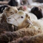 توقیف ۱۵ تریلی حامل دام غیرمجاز در سرخس 