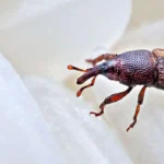 روش قطعی برای از بین بردن سوسک برنج در خانه