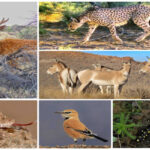 سیستم پایش بیماری‌های حیات‌وحش برای نخستین بار در تهران راه‌اندازی شد