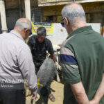 معاون دامپزشکی تهران از افزایش کشیک در ایام نوروز و رمضان خبر داد