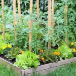 چگونه یک باغچه سبزیجات سبز و پربار در منزل خود داشته باشیم؟