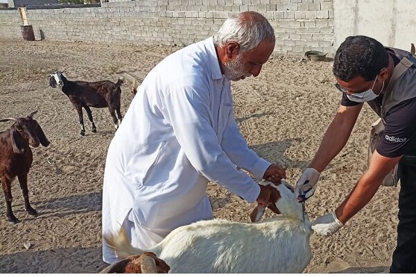 آغاز واکسیناسیون رایگان دام در سنندج