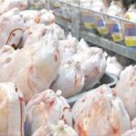 آمادگی برای خرید حمایتی مرغ در خراسان جنوبی؛تأکید بر رعایت استانداردها