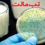 ابتلا به تب مالت در کرمانشاه ۳۴ درصد کاهش یافت