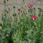 امحای ۱۲۰۰ بوته خشخاش در روستای چمن سوخته شهرستان بویراحمد 