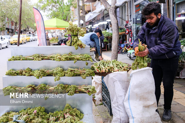 بهارِ سبز بیجار؛ روایت رویش دوباره طبیعت و بازگشت مردم به دامنه‌ها