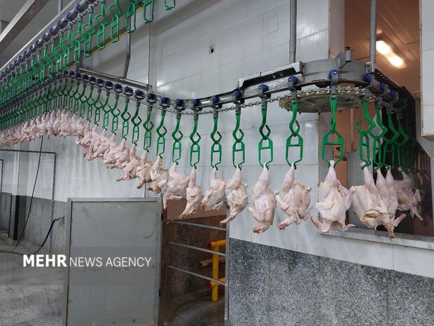 تأکید رئیس سازمان دامپزشکی بر ارتقای استانداردهای بهداشتی در کشتارگاه‌