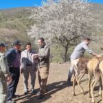 تثبیت ژنتیکی جمعیت مارال در آینالو با انتقال چهار رأس جدید