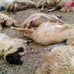 تلف شدن ۲۵۰ رأس گوسفند در پی برخورد صاعقه در مراتع روستای سهرین زنجان