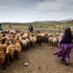 تمام مسیرهای کوچ ییلاقی ایلام بازگشایی شد