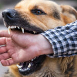 ثبت ۳۲ مورد حیوان‌ گزیدگی در بیجار طی ایام نوروز