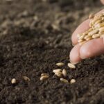 خرید بیش از ۱۷ هزار تن بذر گندم در لرستان