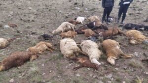 دامود: ۳۰ رأس دام تلف‌شده بر اثر صاعقه در هرسین دفن بهداشتی شد