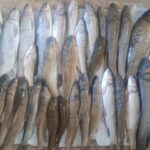 صیادان غیرمجاز در سد سیمره بدره دستگیر شدند