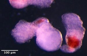 قبل از تعرض به انستیتو پاستور نمونه‌های سلولی خارج شده بودند