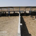 قوامی: پروژه پرورش شترمرغ در رویین اسفراین اجرا نمی‌شود