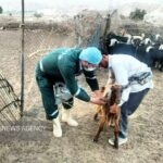 مرحله دوم واکسیناسیون تب برفکی در شهرستان جم اجرا شد