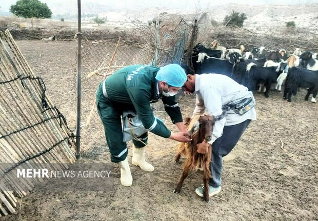 مرحله دوم واکسیناسیون تب برفکی در شهرستان جم اجرا شد