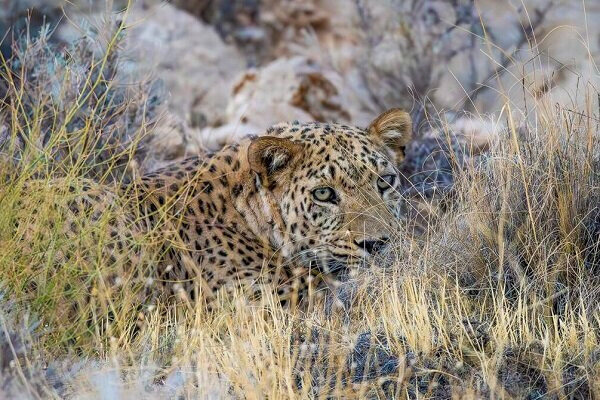 پلنگ ایرانی عظمت خود را این‌بار در منطقه قرق اختصاصی اوزوم به رخ کشید