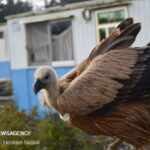 کرکس آسیب دیده فیروزکوه به باغ پرندگان لویزان منتقل شد