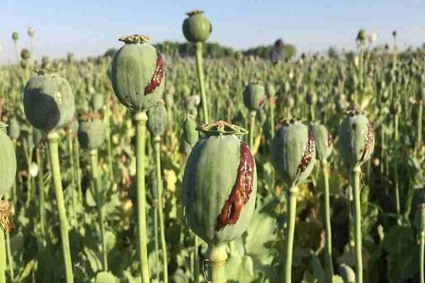 کشف و امحای مزرعه کشت خشخاش در هندیجان